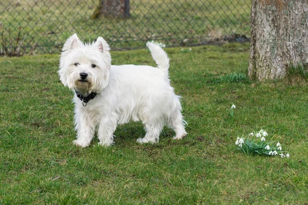 West Highland Terrier Blanc Dans Jardin — Photo