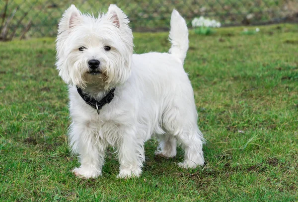 West Highland Fehér Terrier Kertben — Stock Fotó