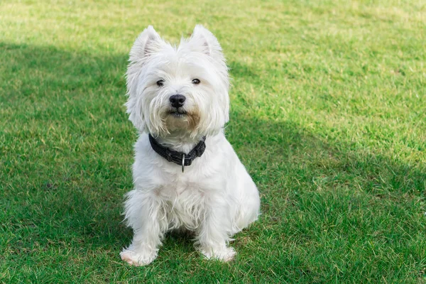 West Highland White Terrier Trädgården Tittar Kameran — Stockfoto