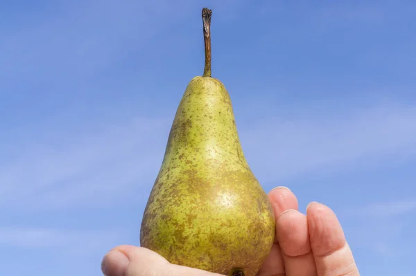 Fresh Pear Holding Hand Blue Sky Background — Stock Photo, Image