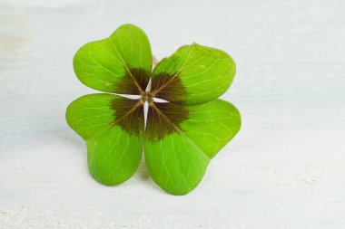 Dört yapraklı yonca ahşap arka plan üzerinde