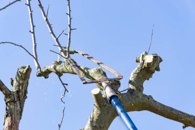 Elma ağacı, mavi gökyüzü kesme