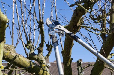 Bir elma ağacı kesme