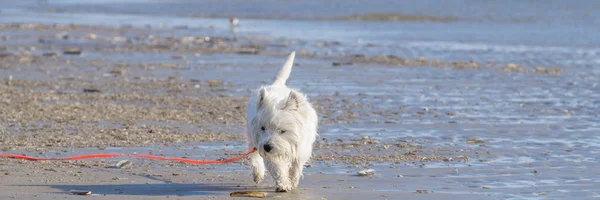 Perro West Highland Terrier Está Recibiendo Sus Alegrías Playa — Foto de Stock
