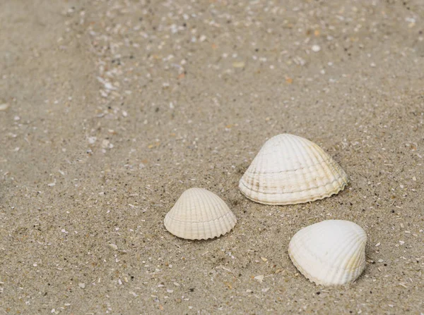 Three Shellfish Beach — Stock Photo, Image