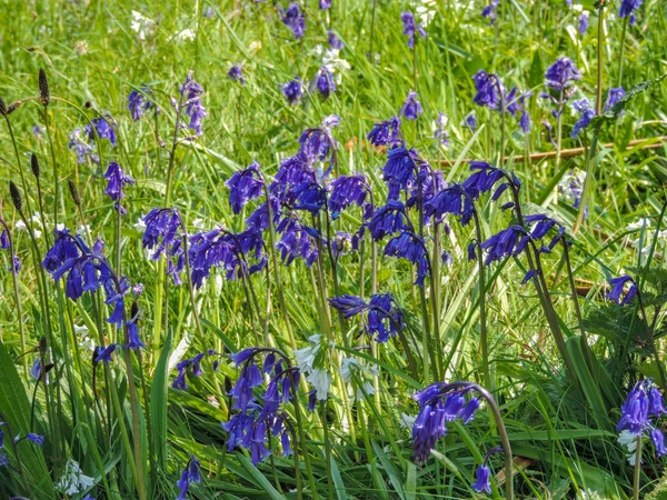 Belle Fleur Violette Dans Prairie — Photo
