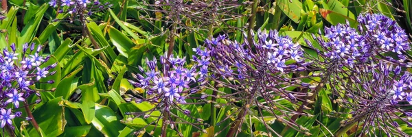 Прапор Красивих Фіолетових Квітів — стокове фото