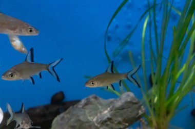 Güzel üç renkli köpek balığı akvaryum