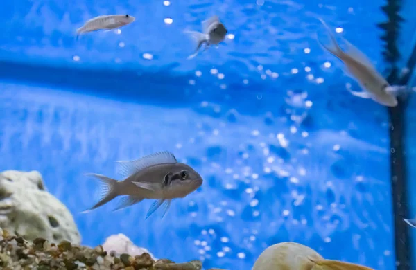 Basslet Poissons Dans Aquarium — Photo