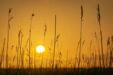 Bir alandaki gündoğumu
