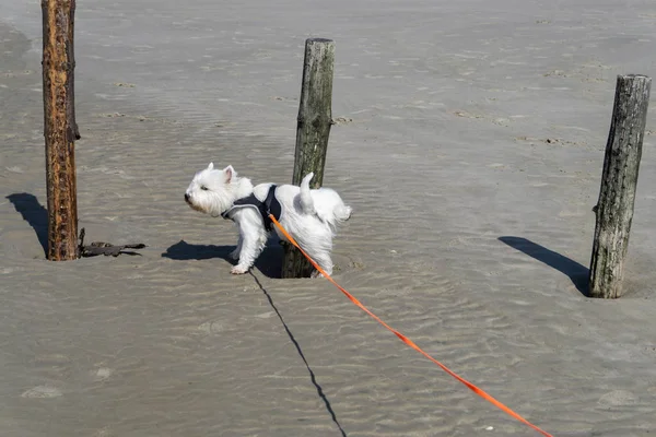 West Highland White Terrier Hebt Sein Bein — Stockfoto