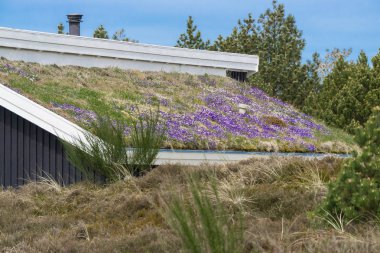 Çimenli ve Mor çiçekli ev çatı