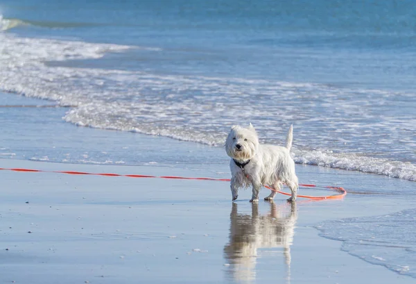 West Highland White Terrier Caminando Por Playa — Foto de Stock