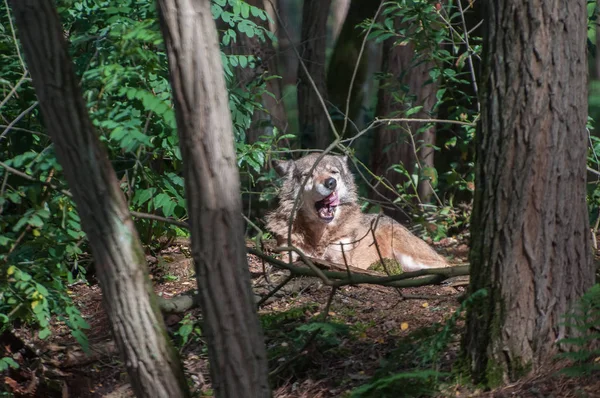 Wolf Wald — Stockfoto