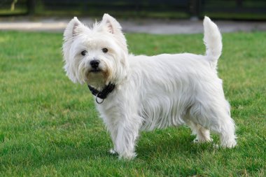 West Highland White Terrier in the garden and looking to the camera clipart