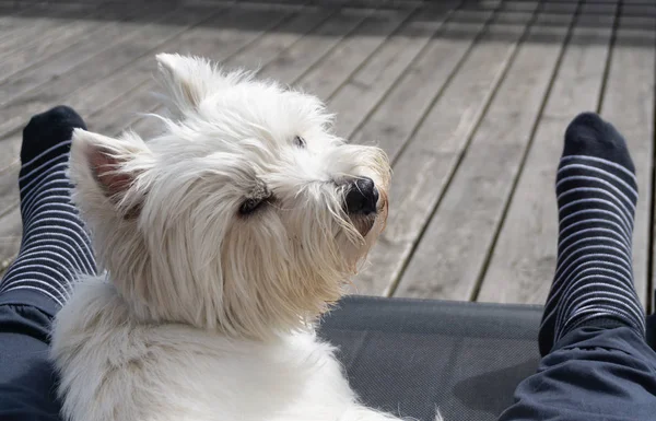 West Highland White Terrier Blickt Kamera — Stockfoto
