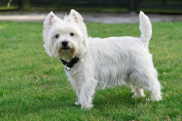 West Highland White Terrier Trädgården Och Tittar Kameran — Stockfoto