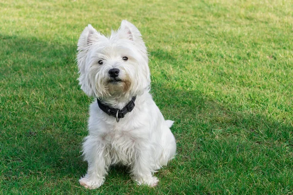 West Highland White Terrier Siedzi Ogrodzie — Zdjęcie stockowe