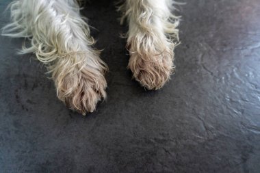 Köpek pençeleri üzerinde siyah zemin