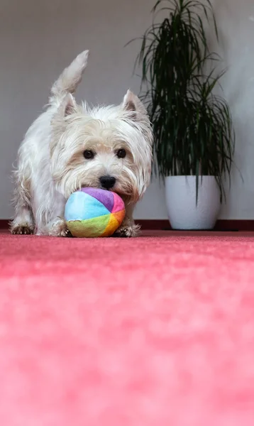 West Highland White Terrier Mit Einem Bunten Ball — Stockfoto