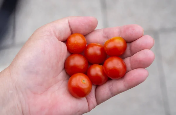 Muitos Tomate Segurando Mão — Fotografia de Stock
