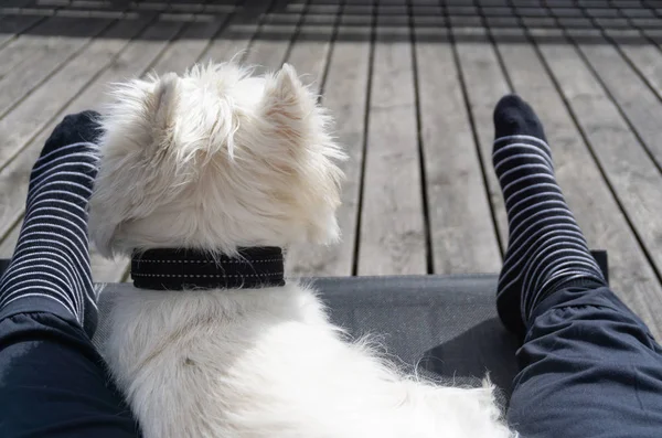 Kleiner Weißer Hund Liegt Zwischen Den Beinen Eines Menschen — Stockfoto
