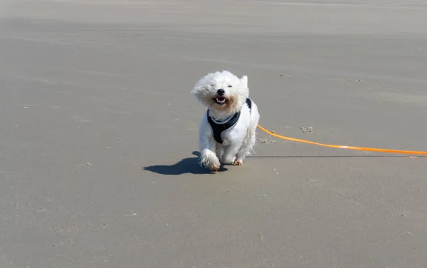 Witte Hondje Draait Het Strand — Stockfoto