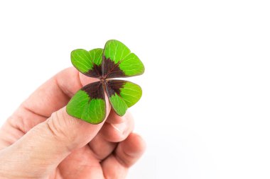 Dört leaved elinde tutan yonca