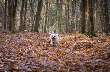 Batı Dağlık beyaz korkunç orman
