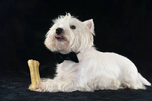 West Highland White Terrier with a chewing bone, black background