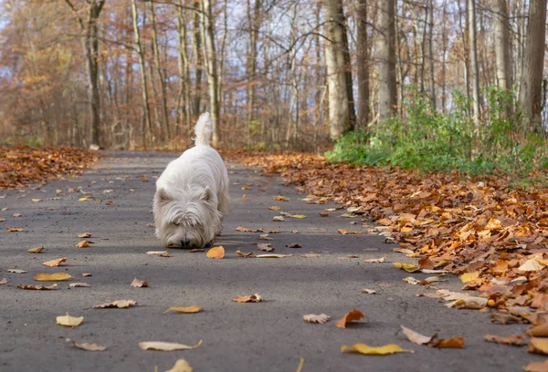 West Highland White Terrier Camina Huele Calle — Foto de Stock