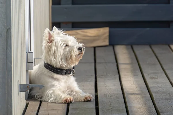 Kleiner Weißer Hund Der Sonne Liegend — Stockfoto