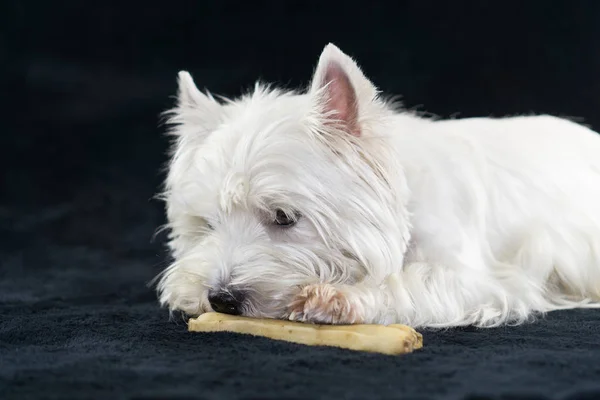 West Highland White Terrier with a chewing bone, black background