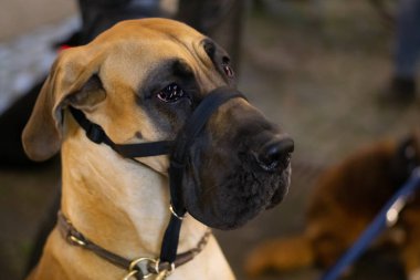 Güzel bir Danua portresi