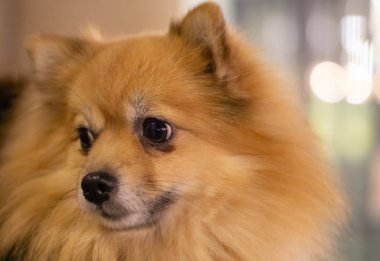 Sevimli küçük pom köpek 