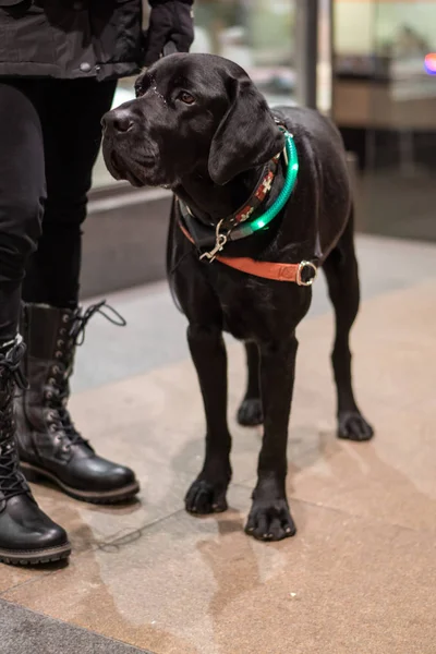 Schwarzer Labrador Retriever Mit Hellem Halsband Einkaufsviertel — Stockfoto