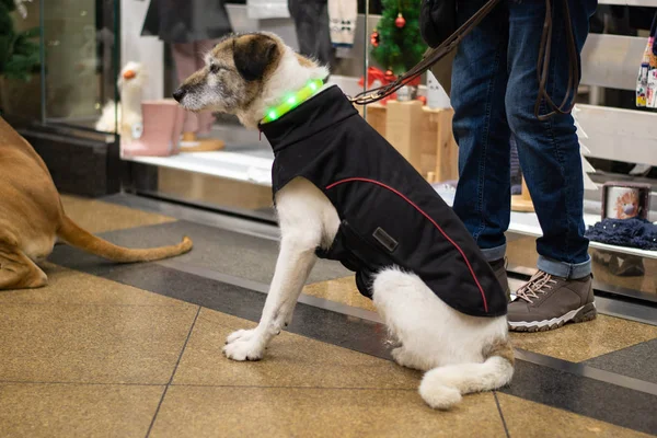 Alter Hund Mit Hellem Halsband Und Mantel — Stockfoto