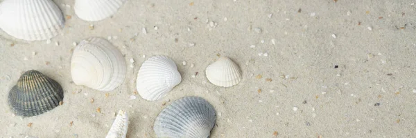 Banner Shells Sand Beach Copy Space — Stock Photo, Image