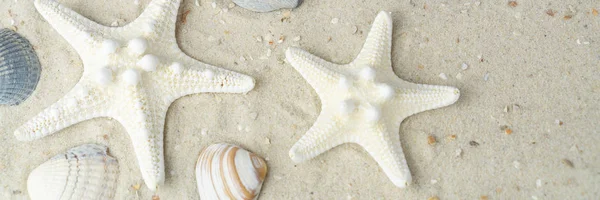 Banner Starfish Shells Sand Beach Copy Space — Stock Photo, Image