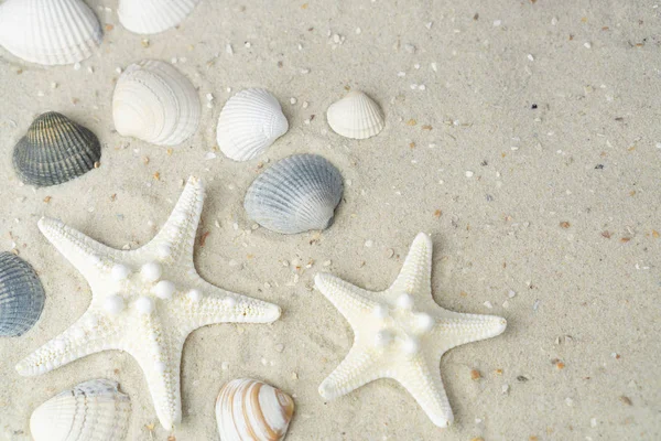 Starfish Shells Beach Copy Space — Stock Photo, Image