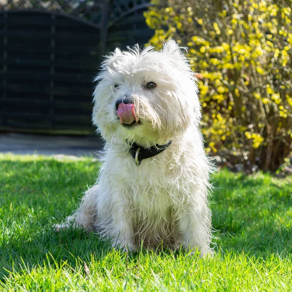 West Highland White Terrier Liże Usta Ogrodzie Kwadrat — Zdjęcie stockowe