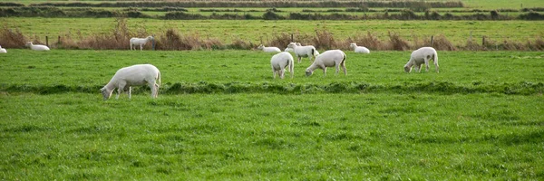 Rebanho Ovelhas Pasto Panorama — Fotografia de Stock