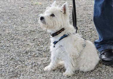 Genç Batı Highland beyaz teriyeri sahibinin yanında oturuyor.