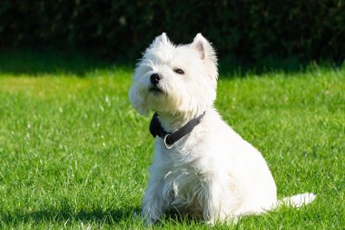 Batı Highland Beyaz Teriyeri bahçede