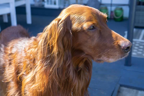 Gün ışığında Güzel İrlandalı Setter