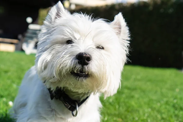 West Highland White Terrier Ogrodzie — Zdjęcie stockowe