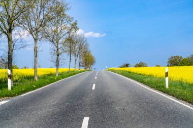 İki güzel sarı çiçekli kolza tarlaları arasında ülke yolu