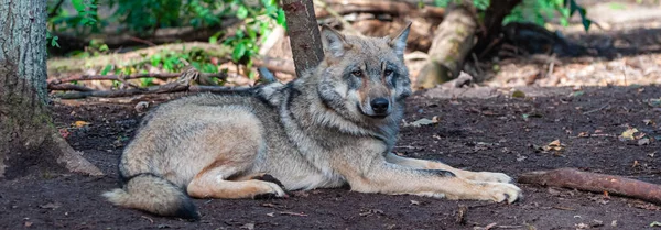 Foto Panorámica Lobo Mentiroso —  Fotos de Stock