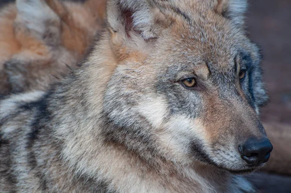 Retrato Lobo — Foto de Stock