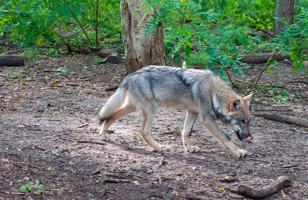 Lobo Joven Bosque — Foto de Stock